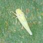 Cigarrinha // Leafhopper (Zygina nivea)