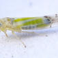 DSC00612 Homoptera: Cicadellidae: Ribautiana tenerrima