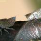 Cigarrinhas // Leafhoppers