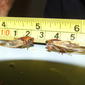 Cicadidae Tibicininae>Tryella stalkeri Honey Bullet 2011021400441