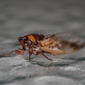 Cicadidae Tibicininae>Tryella stalkeri Honey Bullet 0004
