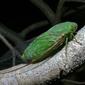 Green Cicada Dundubia vaginata