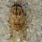 Cigarra‑comum‑do‑sul // Cicada (Cicada barbara subsp. lusitanica)