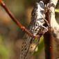 Cigarra‑comum‑do‑sul // Cicada (Cicada barbara subsp. lusitanica)