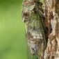 Northern Dusk Singing Cicada