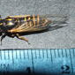 Cicadidae>Tibicininae Uradolichos longipennis Dark Tiger-squawker 20110210 0085
