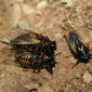 Cicadidae>Tibicininae Uradolichos longipennis Dark Tiger-squawker 20110202300191
