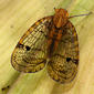 Planthopper (Nogodina sp.)