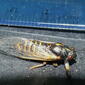 Cicadidae>Tibicininae Uradolichos longipennis Dark Tiger-squawker 20110210 0073
