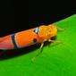 Orange Leafhopper (Cicadellidae)