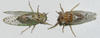 Cicadas